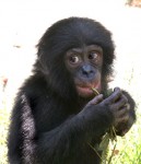 medium_Bonobo.jpg